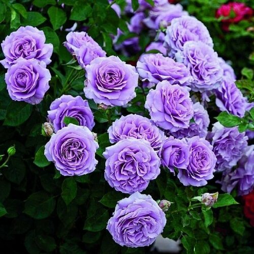 ���� ���� ��������� ��� ��� ������ ������