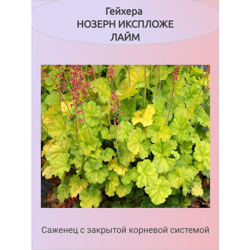 ���� ������� ������ �������� ���� ������ ������