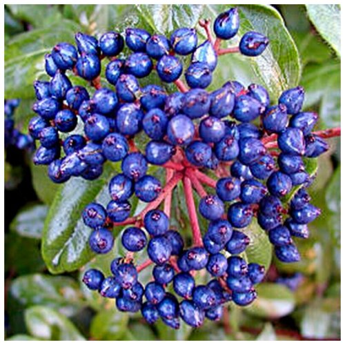    (. Viburnum tinus) -  20   -     , -, 