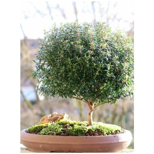 ���� ������ ���� ������������ (Myrtus communis), 10 ���� ������ ������