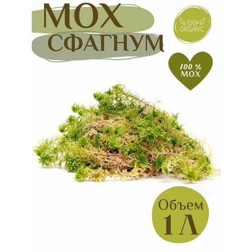 ���� ��� ������� ����� ������ ������