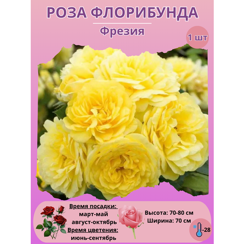 ���� ���� ���������� ������, ����������� ����� ��� ���� ������ ������