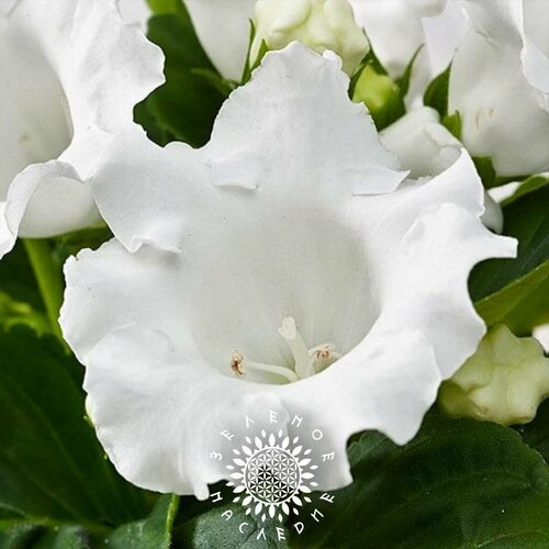 ���� ������ ��������� ������ ����� (���. Gloxinia Avanti alba) 20 �� �� Green Legacy ������ ������