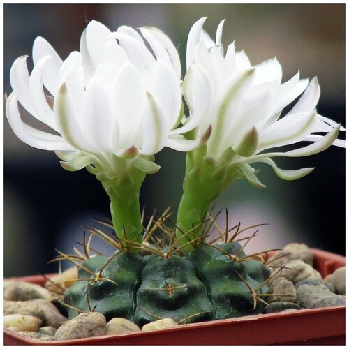      Gymnocalycium damsii v.torulosum 10 .   -     , -, 