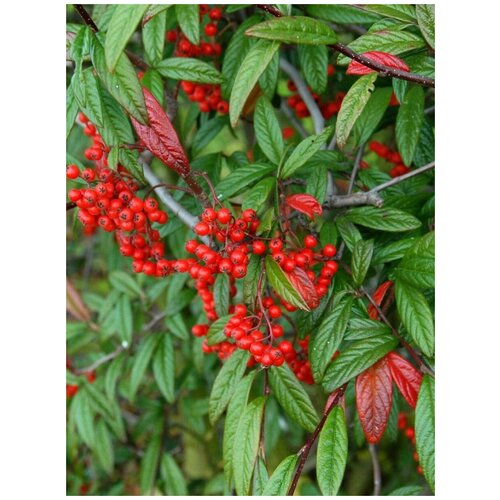     (Cotoneaster salicifolius), 10    -     , -, 