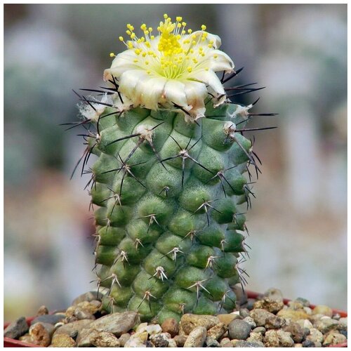      Copiapoa montana FR-522 10 .   -     , -, 