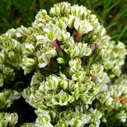 ���� ������ ����� ����������� ��� ������� 0,1 � (1 ��������) ������ ������