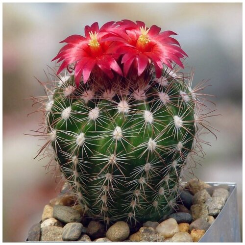      Parodia laui L-322 10 .   -     , -, 