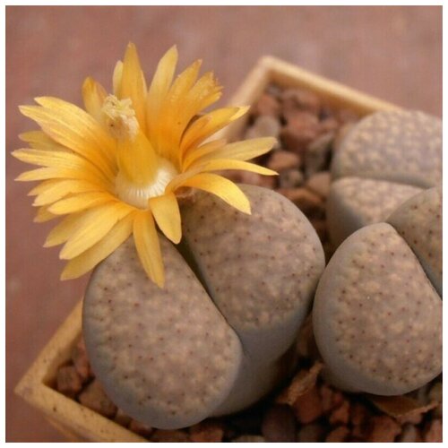      Lithops verruculosa v. glabra C-160 10 .   -     , -, 