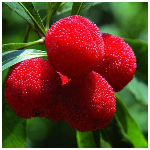 ���� ���������� ������� (MYRICA RUBRA), ������ 10 ��. ������ ������