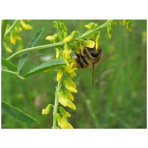 ���� ������� ������ 