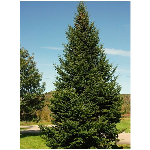     (Abies balsamea), 30    -     , -, 