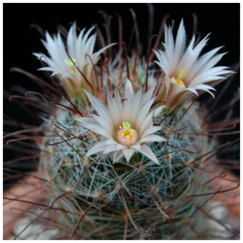      Mammillaria barbata SB-22 10 .   -     , -, 