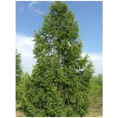     (Larix sibirica), 50    -     , -, 