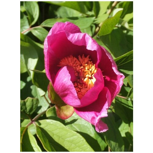     (Paeonia kavachensis), 5    -     , -, 