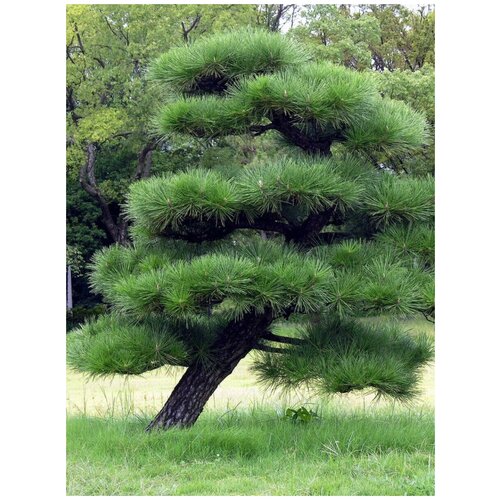     (Pinus thunbergii), 15    -     , -, 