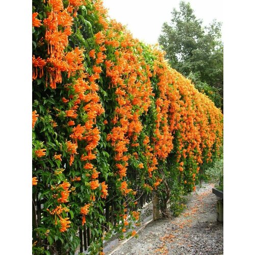 ���� ������ ������� ������������� (Campsis radicans), 10 ���� ������ ������