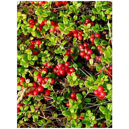     (Vaccinium vitis-idaea), 30    -     , -, 