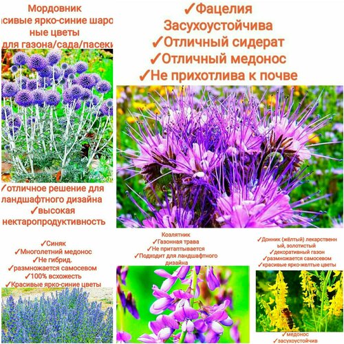 ���� ����� ���������� ����� 150��/���������, (���������+������+�������+�����+���������) 150��, premium ������ ������