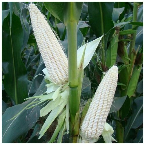 ���� ������ ������ �������� ����� 10 ��. ������ ������