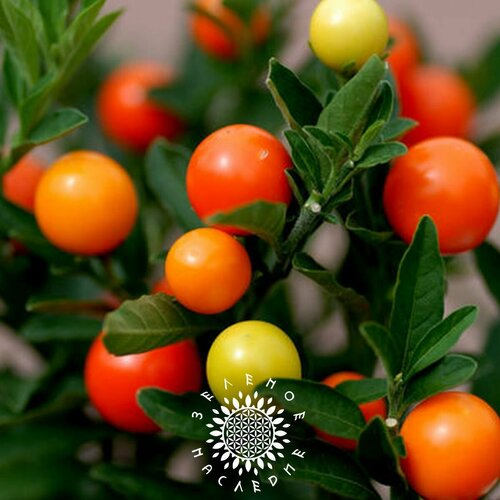     (. Solanum villosum) 25   Green Legacy   -     , -, 