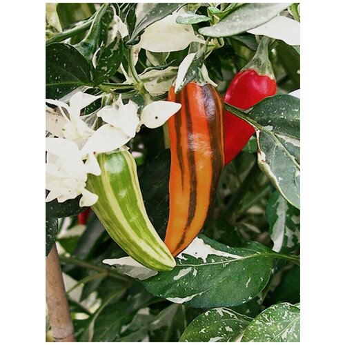     Fish pepper ( ), 5    -     , -, 