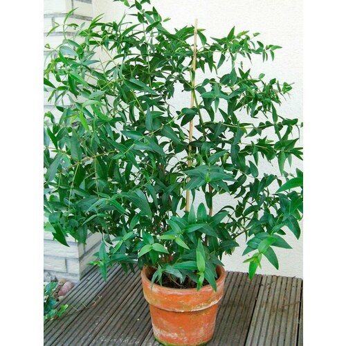 ���� ������ �������� �������� (corymbia citriodora), 15 ���� ������ ������