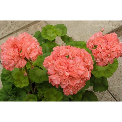 ���� ������ ���������� ��������� ���� 4 �� (1 �������� (O)) ������ ������