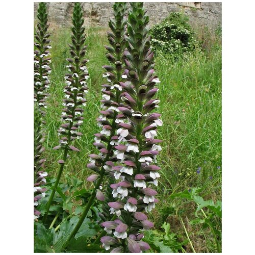     (Acanthus mollis), 5    -     , -, 