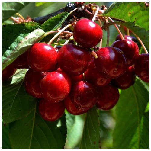    (. Prunus Avium)  15   -     , -, 