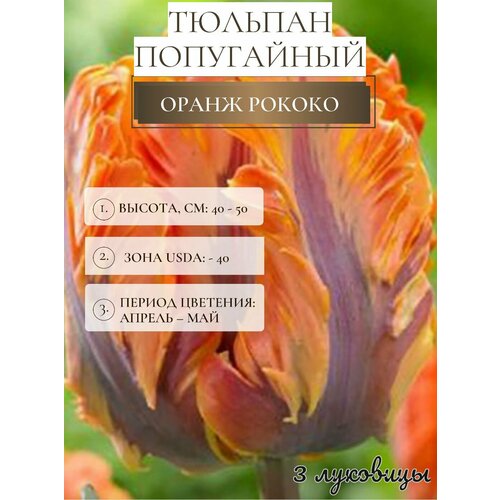 ���� ������� �������� ����������� ������ ������ ������