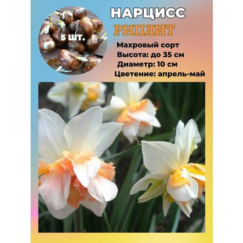 ���� ������� ��������, �������� 5 ���� ������ ������