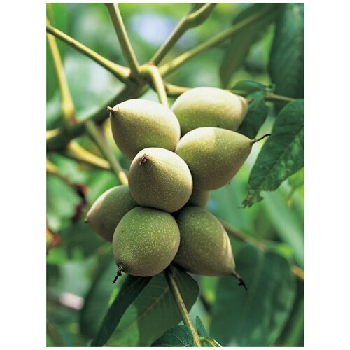 ���� ������ ���� ������������ (Juglans mandshurica), 5 ���� ������ ������