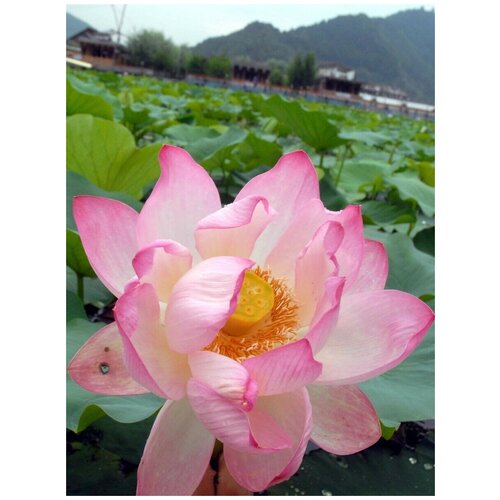     (Nelumbo nucifera), 5    -     , -, 