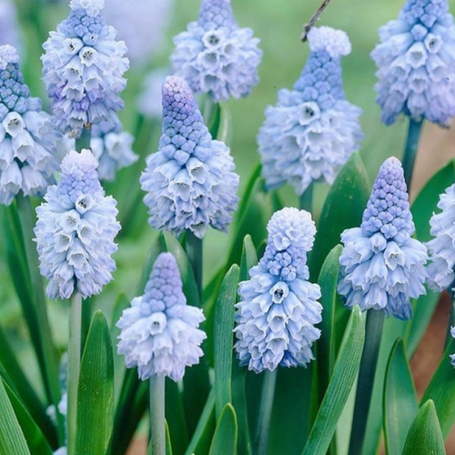 ���� �������� ������� AZUREUM ( 10 �� ) ������ ������