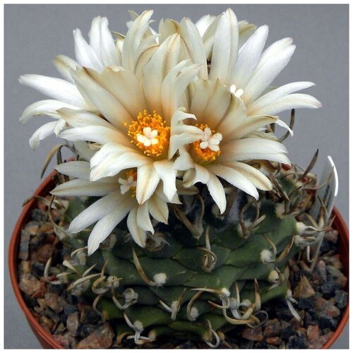      Turbinicarpus klinkerianus 10 .   -     , -, 