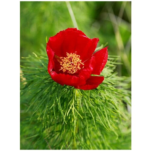 ���� ������ ���� ����������� (Paeonia tenuifolia), 5 ���� ������ ������