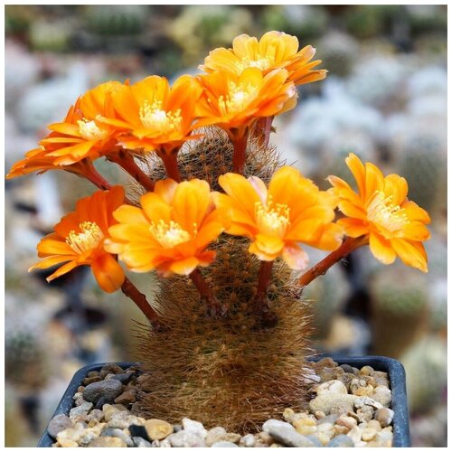      Rebutia kieslingii WR-694 10 .   -     , -, 