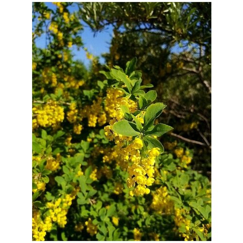     (Berberis amurensis), 15    -     , -, 