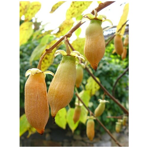     (Actinidia polygama), 20    -     , -, 