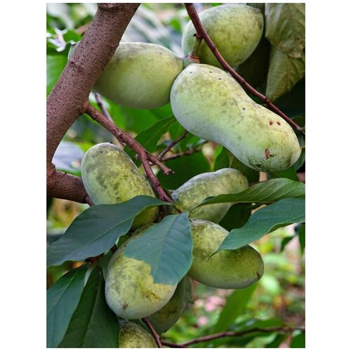      (Asimina triloba), 5    -     , -, 