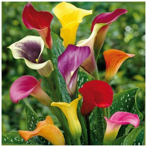 ���� ����� ��������� �����, 5 �� ������ ������