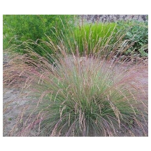    (. Festuca amethistin)  50   -     , -, 