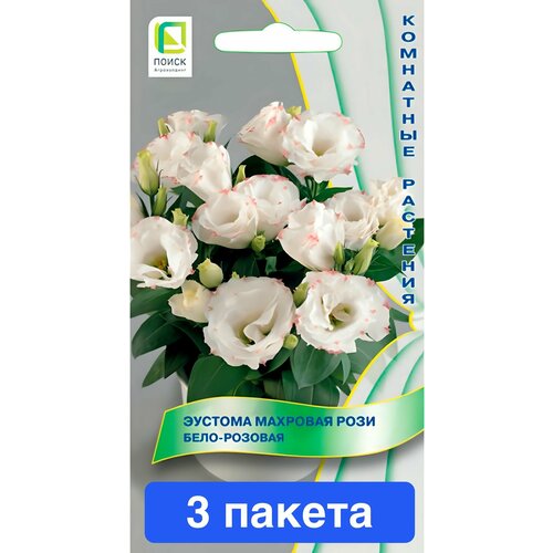 ���� ����� ������� �������� ���� ����-������� 3 ������ ������ ������