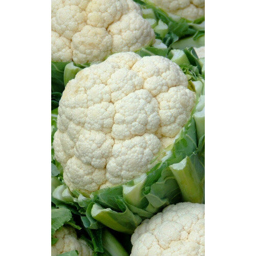 ���� ������ ������� ������� ���� ������������ F1 0.1� ������ (��������� ������) ������ ������