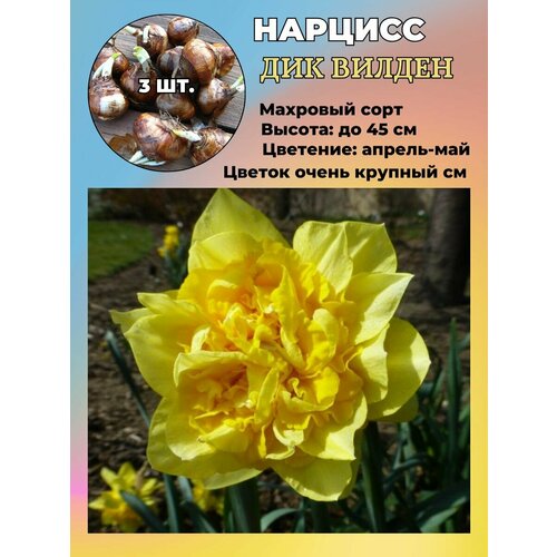 ���� ������� ��������, �������� 3 ����� ������ ������