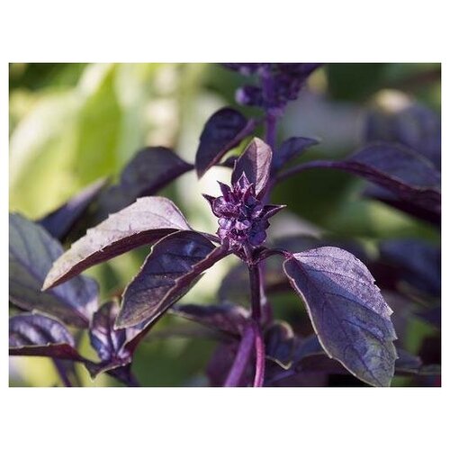    -   (. Ocimum sanctum Krishna Tulsi)  50   -     , -, 