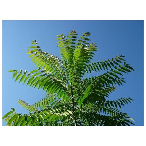    (. Ailanthus altissima)  100 +    -     , -, 