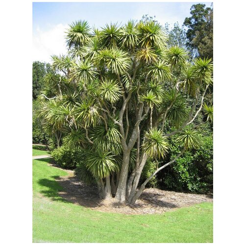      (Cordyline australis), 20    -     , -, 