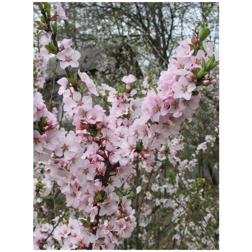     (Prunus tomentosa), 10    -     , -, 